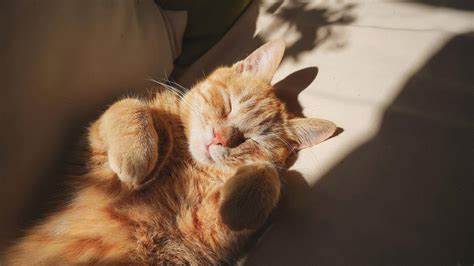 Visual representation for tip: Sleep - Getting quality rest to recharge and stay productive.